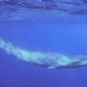 Image for article titled The World's Largest Animal Has a Secret Lingo—Here's What It Sounds Like